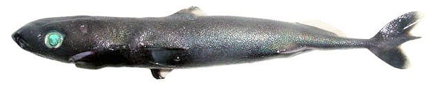 Squaliolus laticaudus_003.jpg